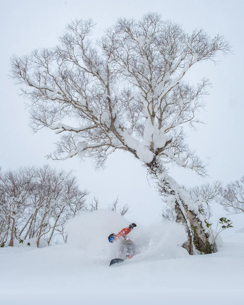 655dc51edb491 Niseko Powder Boarding in the Trees