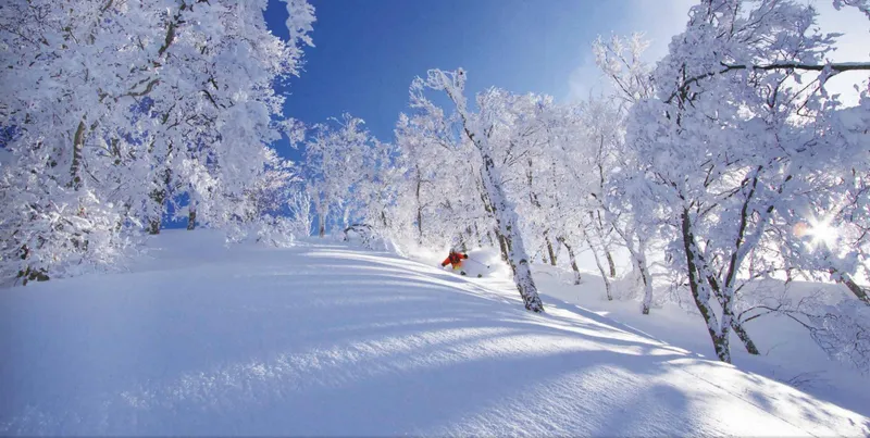 655dc74de9644 Nozawa Onsen Bluebird Powder