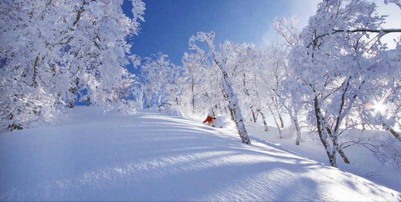 655dc74de9644 Nozawa Onsen Bluebird Powder