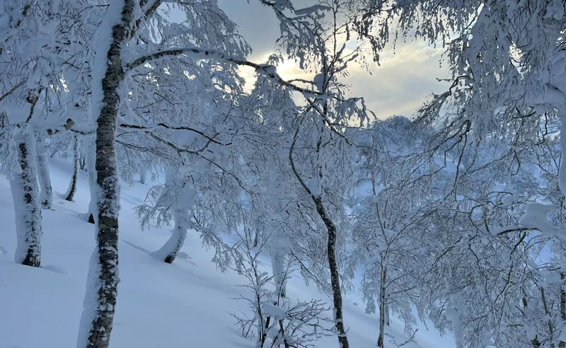 Scenic Niseko, Japan - Dave Lucas - February 2023