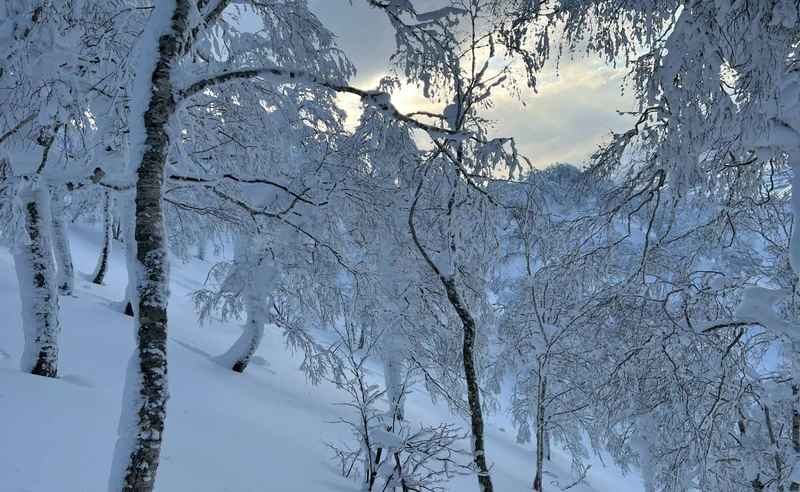 Scenic Niseko, Japan - Dave Lucas - February 2023