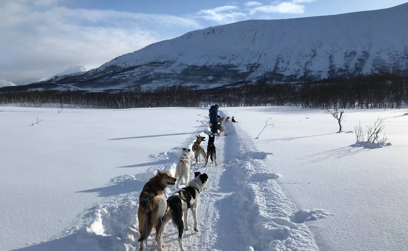 Dog sledding on the Ski & Aurora Explorer Ski Safari - Barbara Dale - April 2023