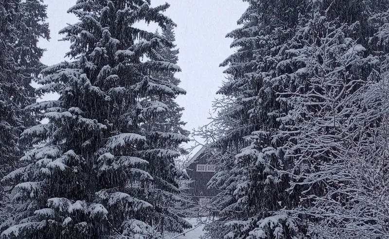 Hotel Fjallgarden glimpsed between the trees, Are, Sweden - Fiona Douglas - January 2024