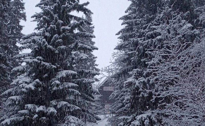 Hotel Fjallgarden glimpsed between the trees, Are, Sweden - Fiona Douglas - January 2024