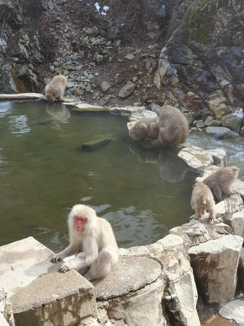 65fd7e6f8d7b3 Snow monkeys bathe in the Jigokudani springs