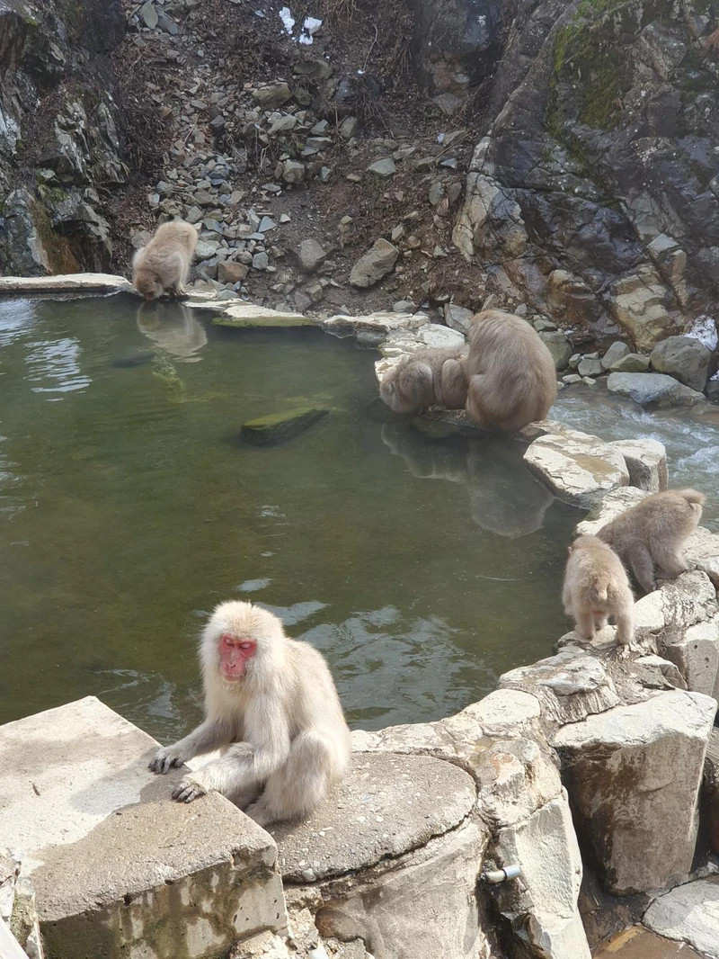 65fd7e6f8d7b3 Snow monkeys bathe in the Jigokudani springs