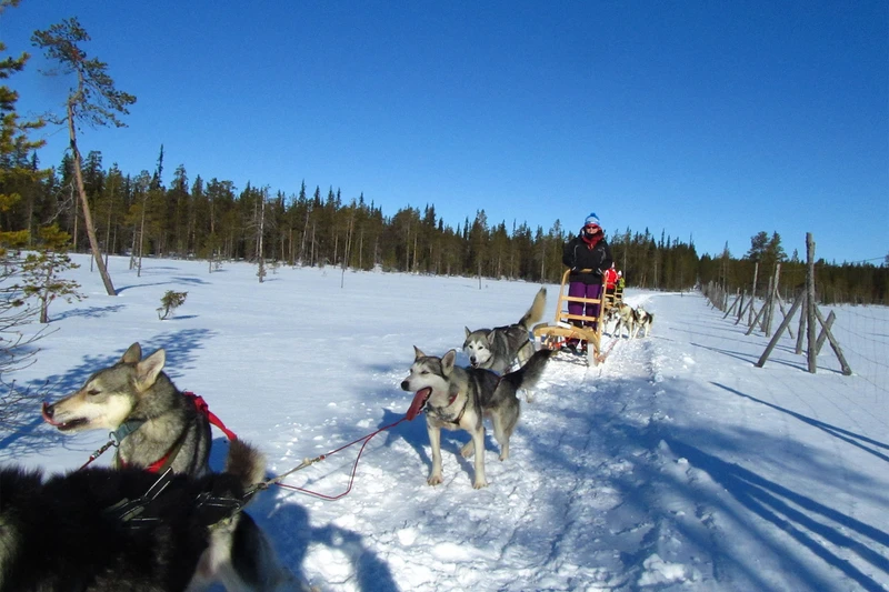 Beccy Dog Sledding Lapland, Finland 2014