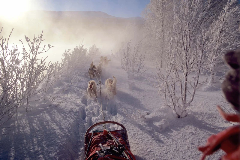 660e818a4b3b6 Narvik dog sledding www nordnorge com Bjrn Klauer