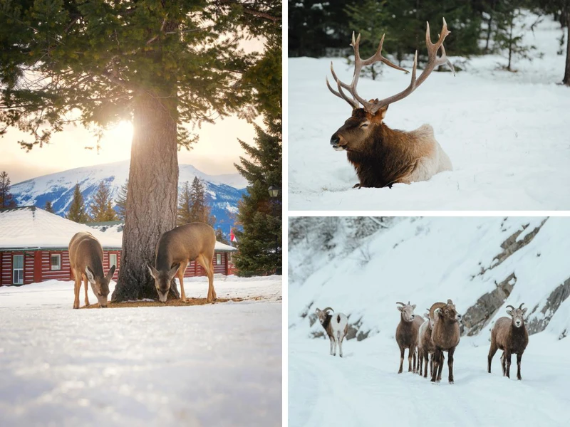 66a21bab1603e Alberta Wildlife Tourism Jasper Mike Seehagel