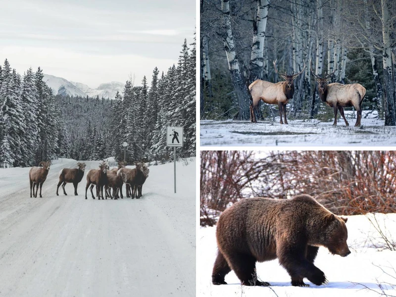 66aba45a3effd8 Banff Lake Louise Wildlife maryschofding John Entwistle rockymountainroscoe