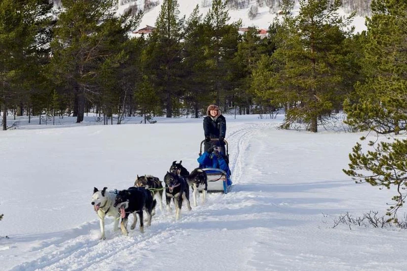 66d72042d7e6e Dog Sledding in Geilo Emile Holba