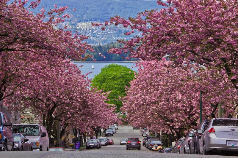 66d9d01262ef9 Vancouver Cherry Blossoms Vancouver Cherry Blossom Festival