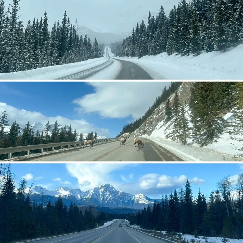 6735e31bf2a09 Changing conditions and local obstructions along the Icefields Parkway