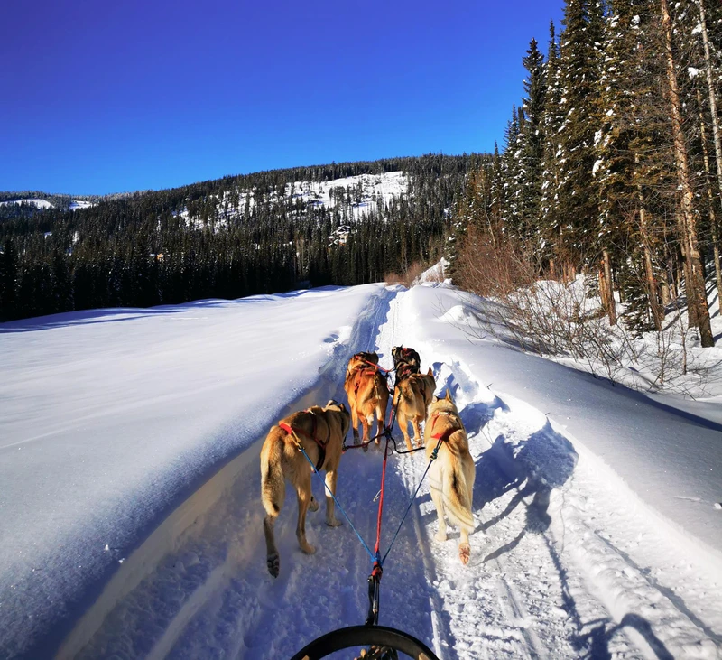 6824c1640b36b Husky sledding in Sun Peaks 1 2 1