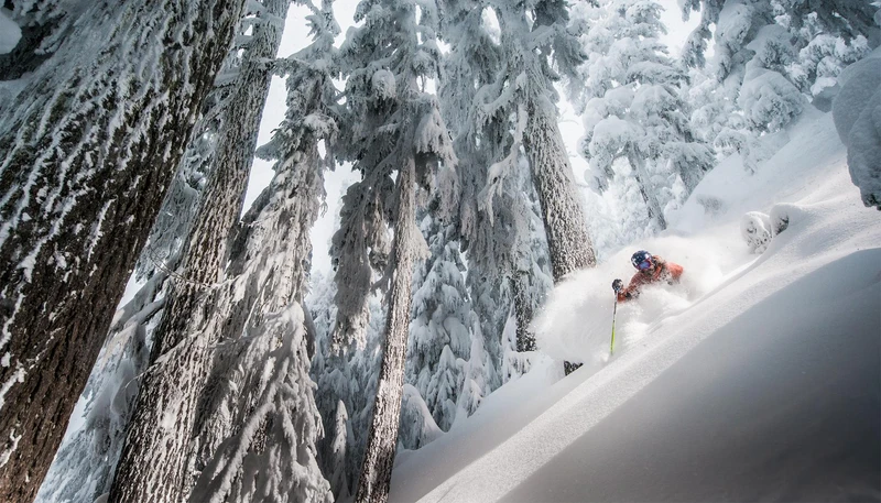 Whistler Tree Skiing Powder © Destination BC / Blake Jorgenson