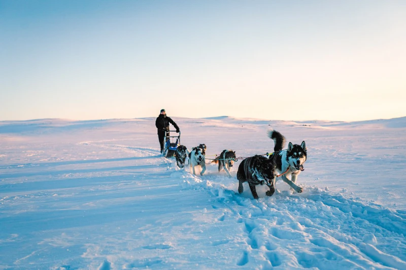 6888ba5160c41edited Geilo Husky Sunset Paul Lockhart