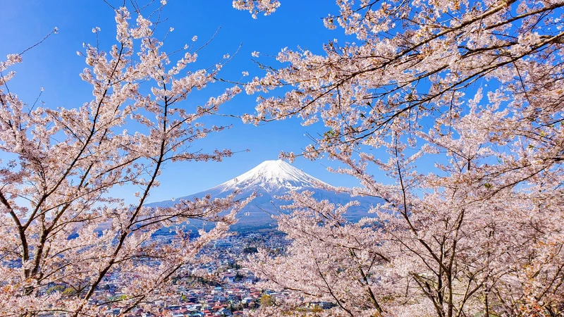 Mt Fuji & Cherry Blossoms © ThuanJapan