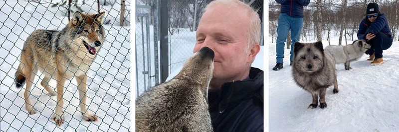 691716b574273 Polar Park Narvik Wolf and Acrtic Fox encounters Andys v2