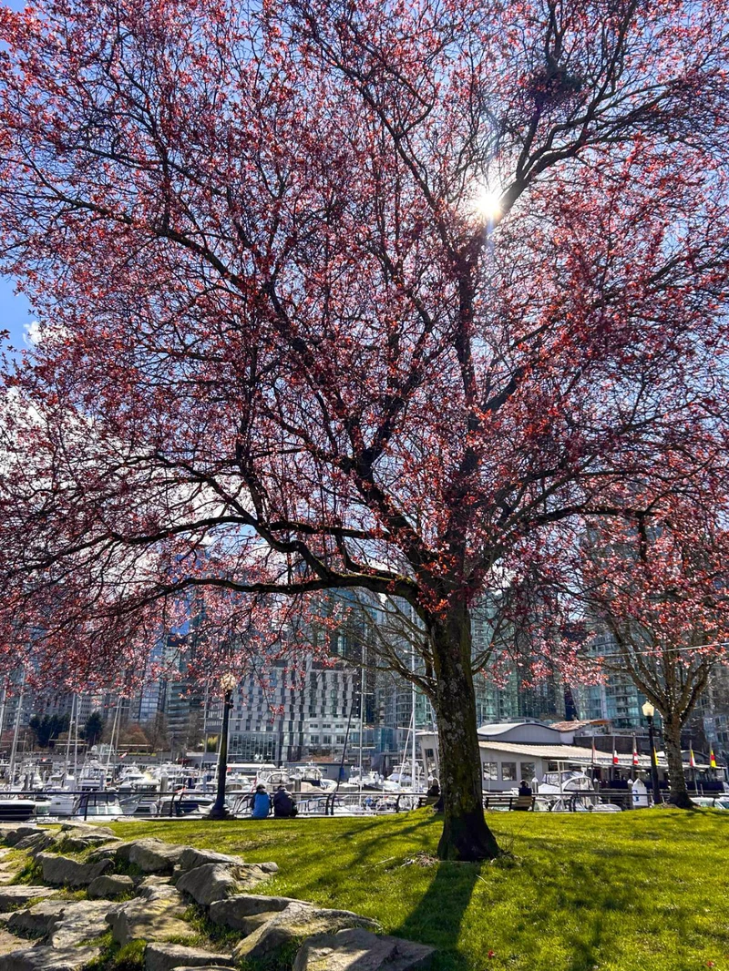 Vancouver -Stanley Park Blossom