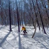 Founder Richard Rice tree skiing in Madarao