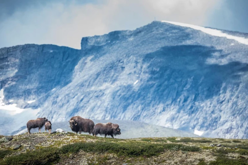 Musk Ox Safari in Oppdal © visitoppdal