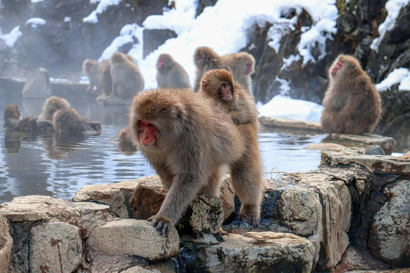 Snow Monkeys in thermal pools