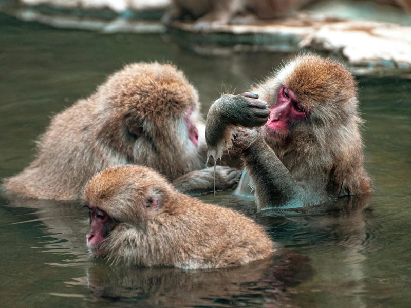 Snow Monkeys in thermal pools