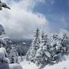 Shiga Kogen Under Deep Powder