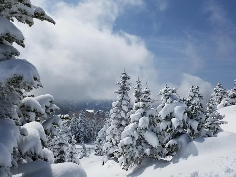 Shiga Kogen Under Deep Powder